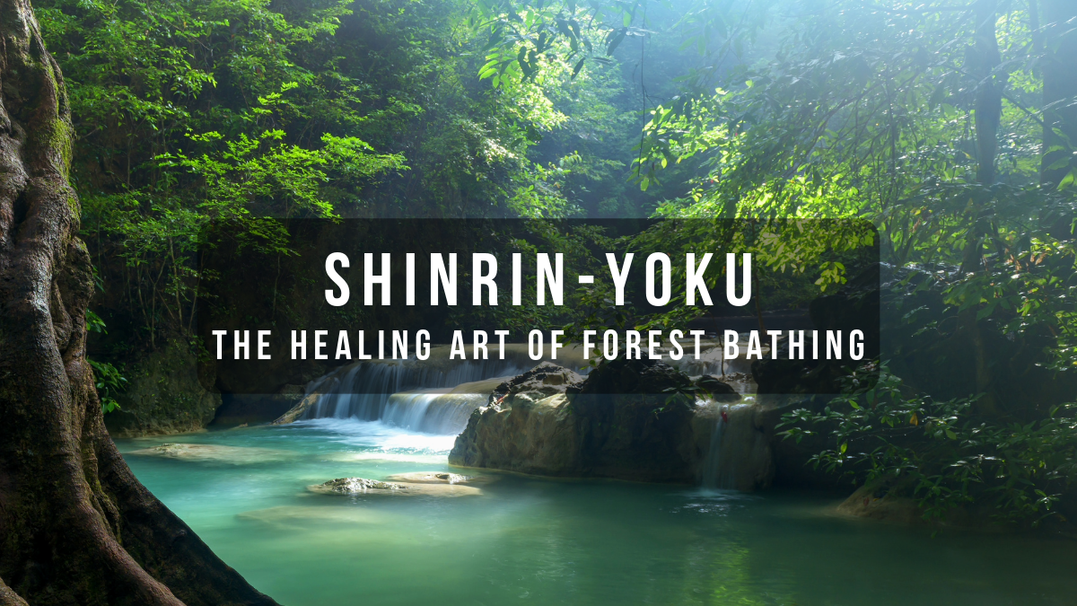 Forest Bathing: Nature’s Prescription for Stress